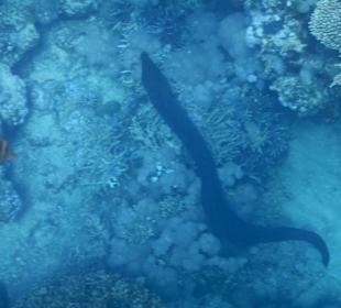 Fische im hauseigenen Riff