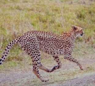 Gepard im Amboseli Nationalpark
