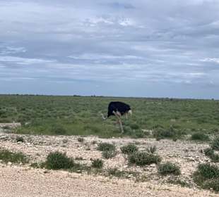 Strauß Etosha