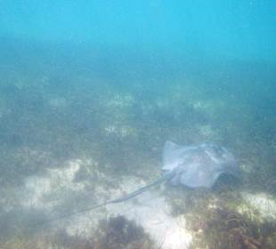 Schnorcheln Saint Ann's Bay