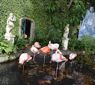 Teich mit Flamingos