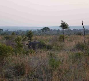 Krüger Nationalpark