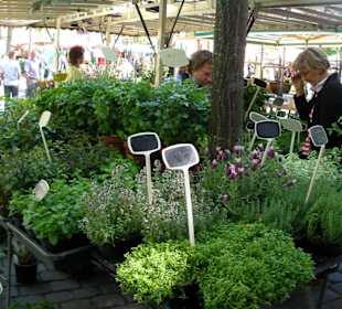 Duftkräuter zum Kochen