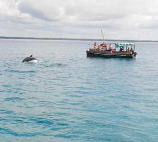 Delfin-Safari
