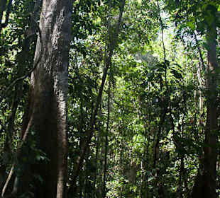 Dżungla w parku Taman Negara