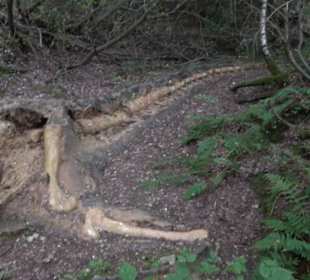 Dinosaurier Museum Altmühltal