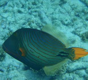 Orange-Streifen Drückerfisch