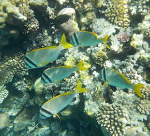 Hotel Prima Life Makadi Bay