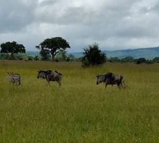 Gnus