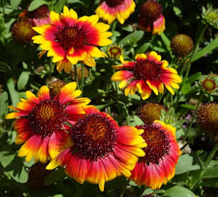 Blütenpracht am Tappeinerweg