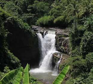 Freddys Geheimtipp mitten im Dschungel