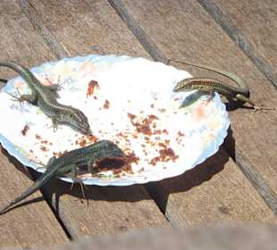 Eidechsen machen sich über den Kuchen her