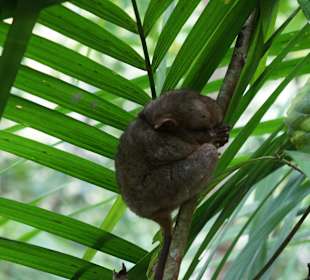 Tarsier