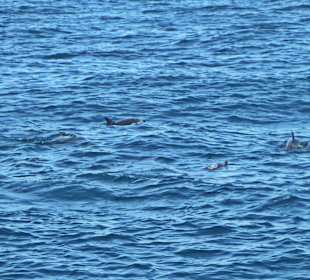Delfine im Meer vor Gibraltar