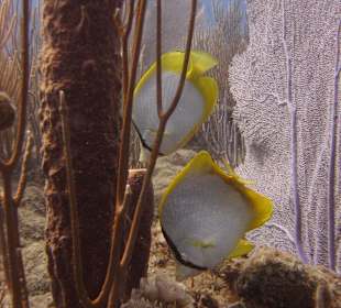 Unterwasserwelt Sosua Merlin Tauchschule