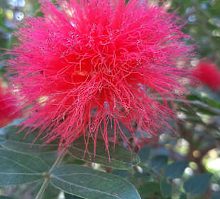 Botanischer Garten Puerto de la Cruz