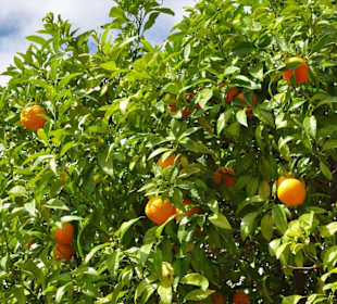 Frühling in der Altstadt von Collioure