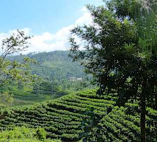 Teeanbau im Hochland