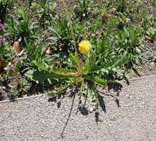 Löwenzahn in seiner schönsten Pracht