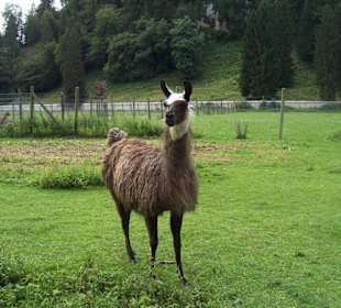 Lama