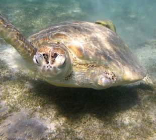 Grüne Schildkröte dreiflossig!
