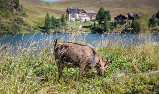 Heidi Hotel Falkertsee