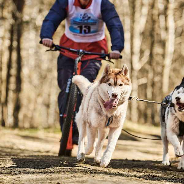Person auf Scooter gezogen von zwei Huskys