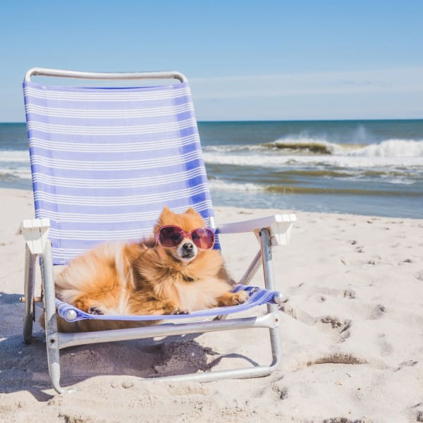 Hund entspannt am Strand © Jena Ardell/Moment via Getty Images