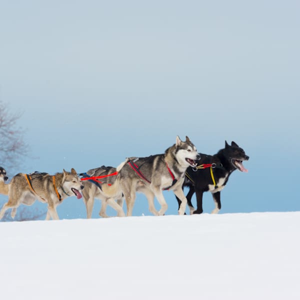 Fünf Schlittenhunde laufen im Schnee
