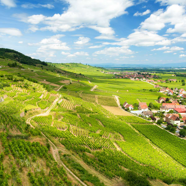 Mit Weinbergen bedeckte Hügel im elsässischen Dorf Kaysersberg © iStock.com/Milena Pigdanowicz-Fidera