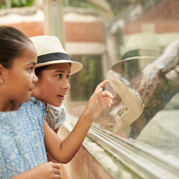 Python im Terrarium, Kreta ©DragonImages/iStock / Getty Images Plus via Getty Images