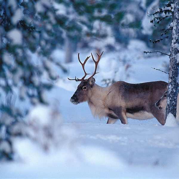 Rentiere in den Wäldern von Lappland, Finnland ©Bernd Römmelt/HUBER IMAGES