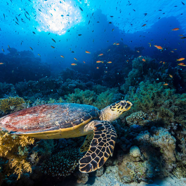 Schildkröte am Yolanda-Riff im Nationalpark von Ras Mohammed © Manfred Bortoli/HUBER IMAGES