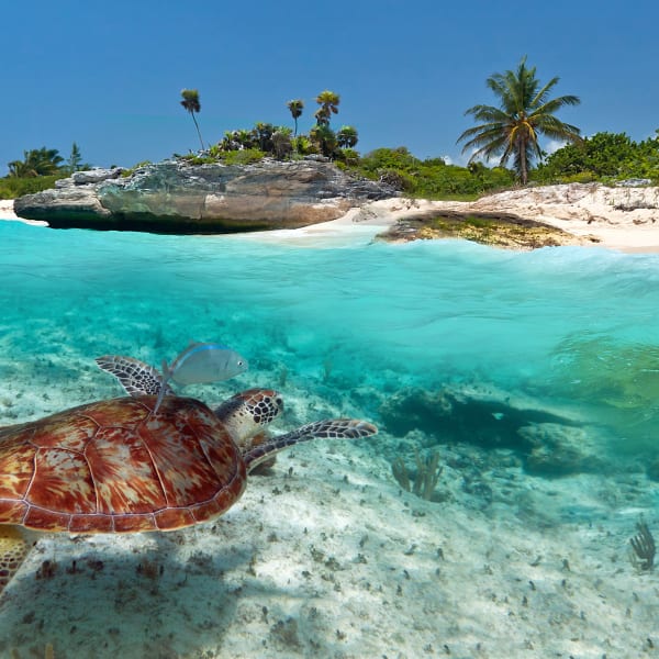 Schildkröte schwimmt in klarem Wasser vor dem Strand einer karibisch angehauchten Landschaft © iStock.com/Patryk_Kosmider