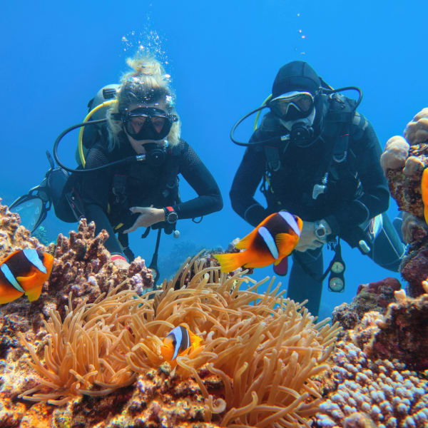 Taucher in der Nähe von schönen Korallenriffen beobachten Seeanemone und Familie von Zweibinden-Anemonenfischen © iStock.com/Tunatura