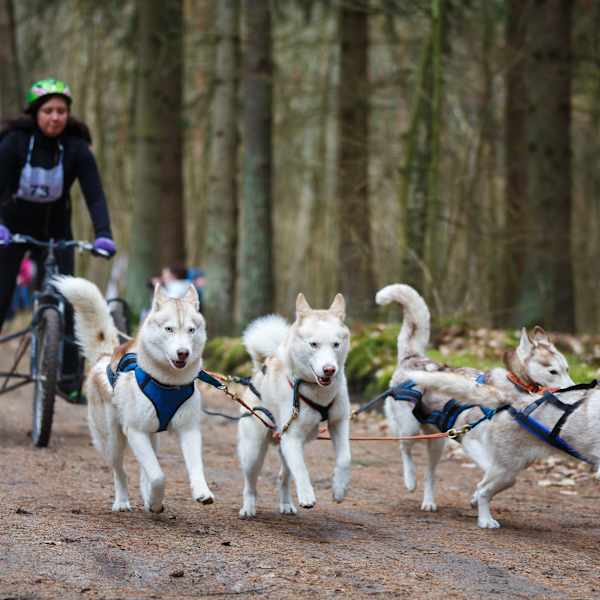 Vier Schlittenhunde ziehen einen Trainingswagen