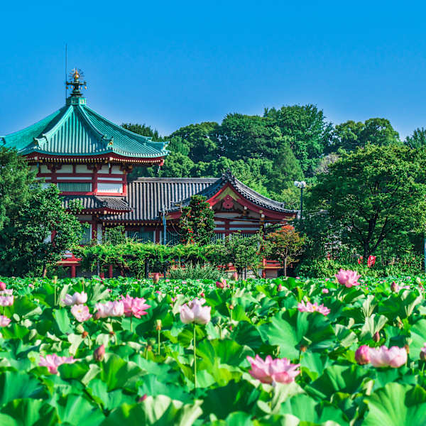 Ueno, Tokio, Japan © stock.adobe.com - Naokita