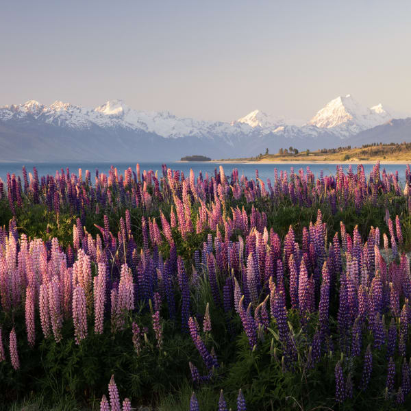 Ein Feld mit Lupinen am Wasser und Bergen dahinter, Neuseeland.