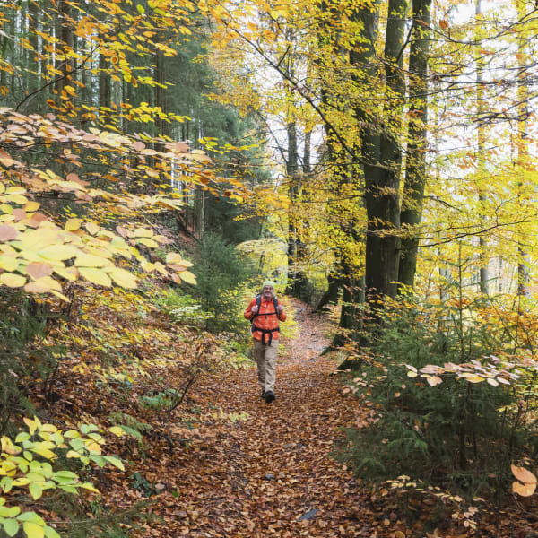 Ein Mann wandert auf einem Pfad durch einen schönen Wald im Sauerland.