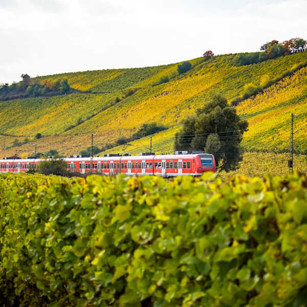 Ein Zug fährt durch herbstliche Weinberge.