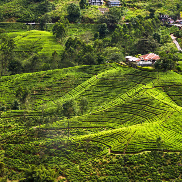Grün, so weit das Auge blickt – fruchtbare Terrassenfelder beim Ausflug ins Landes-innere von Sri Lanka. © Jürgen Drensek