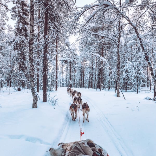 Husky Hundeschlitten im Schnee in Lappland, Finnland