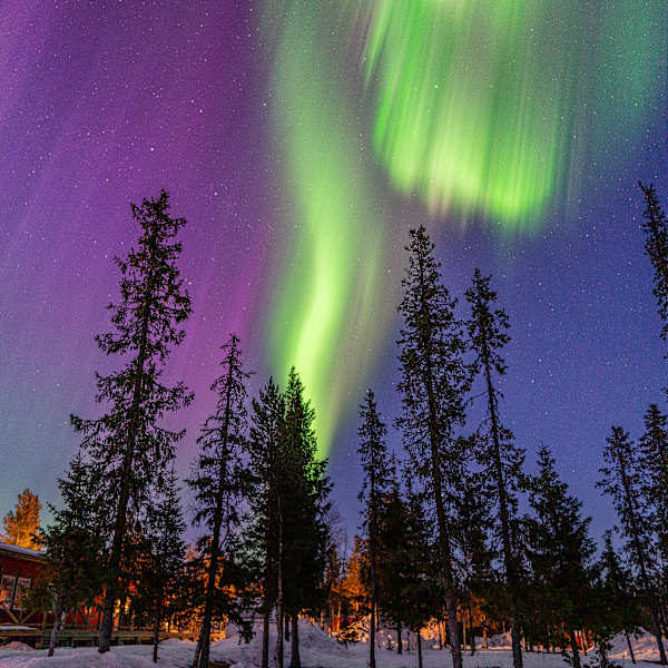 Nordlichter über einem kleinen Waldstück