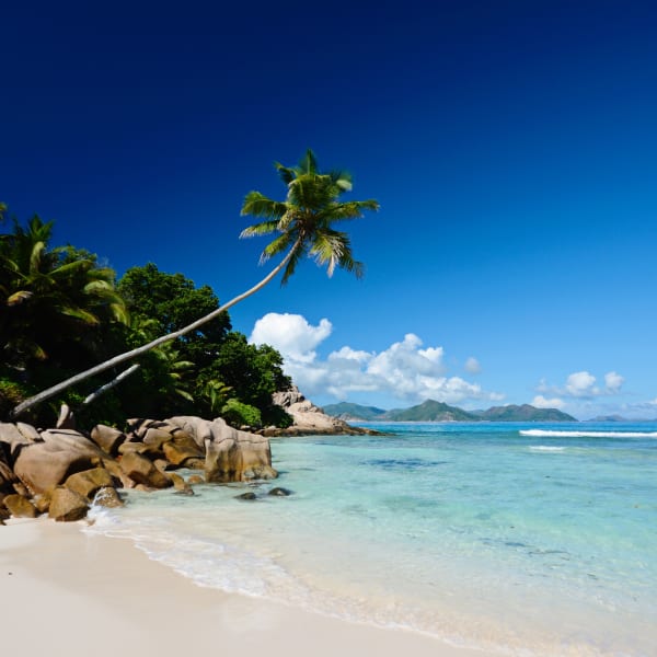 Palmen und Steine an einem Strand, La Digue, Seychellen.