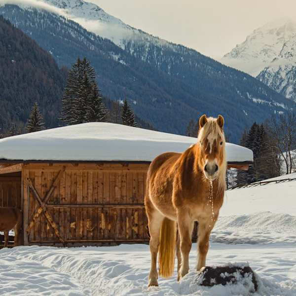 Das Ultental gehört zu den ursprünglichsten Regionen in Südtirol. © istock/Maya Jane