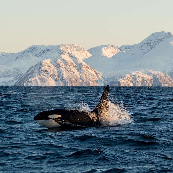 Ein Orca vor verschneiten Hügeln
