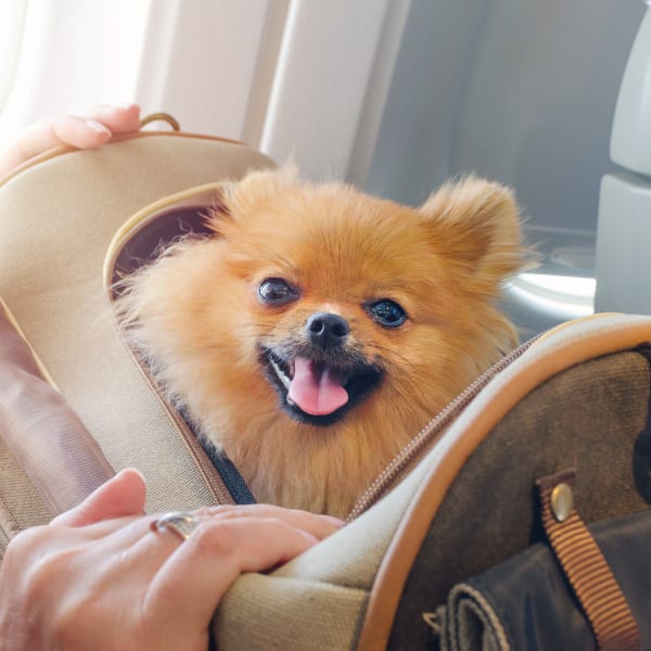 Hund in Tasche im Flugzeug.