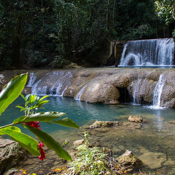 Ein kleiner Wasserfall mit bunter Pflanze im Vordergrund