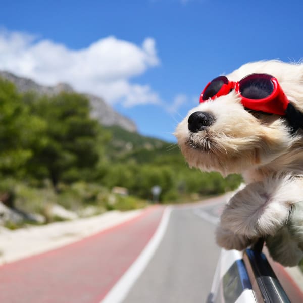 Hund mit Sonnenbrille schaut aus dem fahrenden Auto