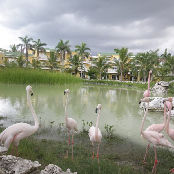 8 Urlaubsziele, an denen Du Flamingos in freier Wildbahn erleben kannst